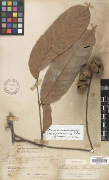Type specimen at Edinburgh (E). Scortechini, Benedetto: 5735. Barcode: E00301270.