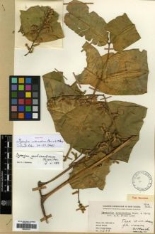 Type specimen at Edinburgh (E). Clemens, Mary: 11299. Barcode: E00301274.