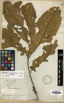 Type specimen at Edinburgh (E). Cuming, Hugh: 1411. Barcode: E00301275. Type specimen at Edinburgh (E). Cuming, Hugh: 1411. Barcode: E00301275.