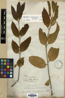Type specimen at Edinburgh (E). Cuming, Hugh: 1411. Barcode: E00301276.