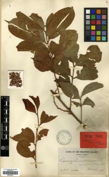 Type specimen at Edinburgh (E). Wenzel, Chester: 28. Barcode: E00301279.