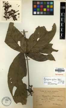 Type specimen at Edinburgh (E). Hamid, F.R.: 10880. Barcode: E00301281.