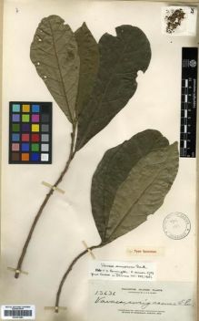 Type specimen at Edinburgh (E). Elmer, Adolph: 13636. Barcode: E00301283.