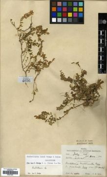 Type specimen at Edinburgh (E). Lace, John: 4036. Barcode: E00301288.