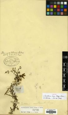 Type specimen at Edinburgh (E). Lace, John: 4036. Barcode: E00301289.