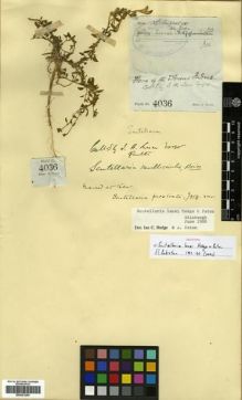 Type specimen at Edinburgh (E). Lace, John: 4036. Barcode: E00301290.