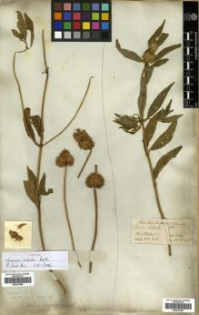 Type specimen at Edinburgh (E). Wallich, Nathaniel: 2046(2). Barcode: E00301298.