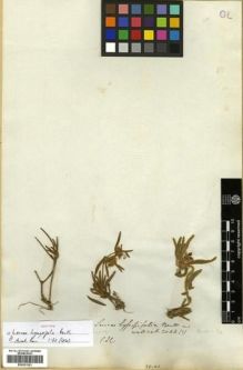 Type specimen at Edinburgh (E). Wallich, Nathaniel: 2044(1). Barcode: E00301301.