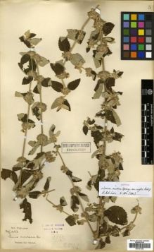 Type specimen at Edinburgh (E). Wight, Robert: 2152. Barcode: E00301302.