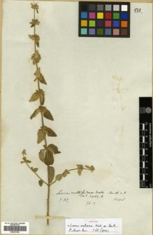 Type specimen at Edinburgh (E). Wallich, Nathaniel: 2054.A. Barcode: E00301304.