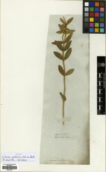 Type specimen at Edinburgh (E). Wallich, Nathaniel: 2054.1. Barcode: E00301305.