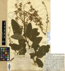 Type specimen at Edinburgh (E). Lace, John: 4325. Barcode: E00301323.