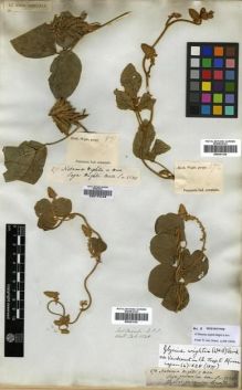 Type specimen at Edinburgh (E). Wallich, Nathaniel: 5528. Barcode: E00301330.