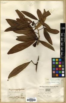 Type specimen at Edinburgh (E). Buchanan-Hamilton, Francis: 925. Barcode: E00301349.