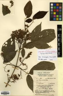 Type specimen at Edinburgh (E). Sinclair, James: 9887. Barcode: E00301355.