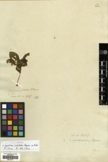 Type specimen at Edinburgh (E). Wallich, Nathaniel: 4757. Barcode: E00301367.