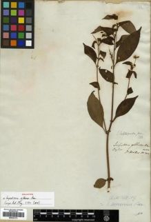 Type specimen at Edinburgh (E). Arnott, George: 300. Barcode: E00301373.
