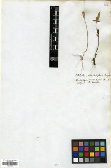 Type specimen at Edinburgh (E). Hooker, William: . Barcode: E00301384.