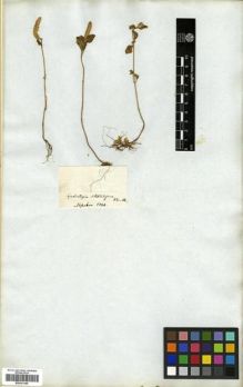 Type specimen at Edinburgh (E). Wallich, Nathaniel: . Barcode: E00301385.