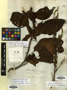 Type specimen at Edinburgh (E). Wallich, Nathaniel: 1550(2). Barcode: E00301390.