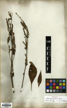 Type specimen at Edinburgh (E). Wallich, Nathaniel: 1550(2). Barcode: E00301392.