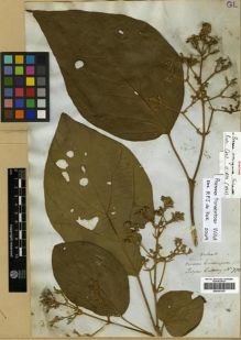 Type specimen at Edinburgh (E). Cuming, Hugh: 778. Barcode: E00301397.