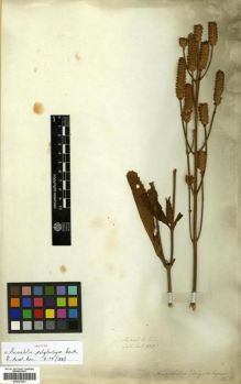 Type specimen at Edinburgh (E). Wallich, Nathaniel: 2755. Barcode: E00301401.