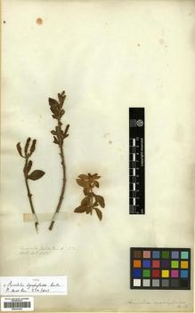 Type specimen at Edinburgh (E). Wallich, Nathaniel: 2756. Barcode: E00301403.