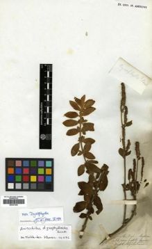 Type specimen at Edinburgh (E). Wight, Robert: . Barcode: E00301406.