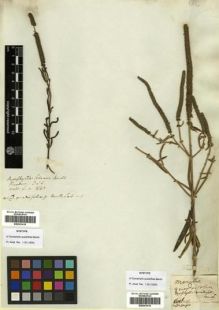 Type specimen at Edinburgh (E). Wallich, Nathaniel: 1540. Barcode: E00301415.