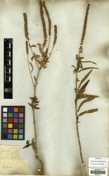 Type specimen at Edinburgh (E). Roxburgh, William: . Barcode: E00301417.