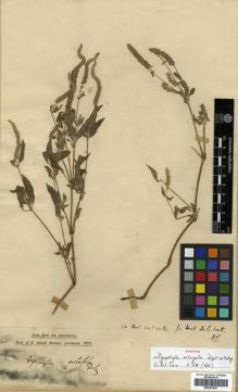 Type specimen at Edinburgh (E). Dalzell, Nicholas Alexander: . Barcode: E00301420.
