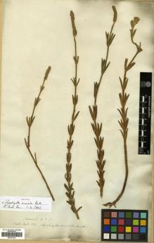 Type specimen at Edinburgh (E). Wallich, Nathaniel: 1541. Barcode: E00301433.