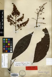 Type specimen at Edinburgh (E). Hose, Charles: 486. Barcode: E00301438.