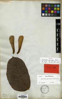 Type specimen at Edinburgh (E). Wallich, Nathaniel: 5442. Barcode: E00301439.