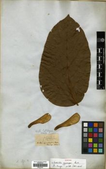 Type specimen at Edinburgh (E). Wallich, Nathaniel: 5442. Barcode: E00301440.
