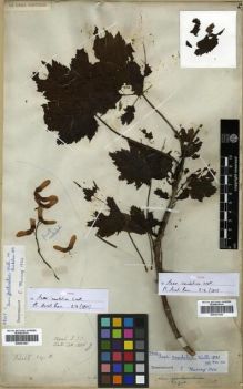Type specimen at Edinburgh (E). Wallich, Nathaniel: 1226. Barcode: E00301450.
