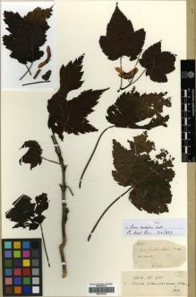 Type specimen at Edinburgh (E). Wallich, Nathaniel: 1226. Barcode: E00301452.