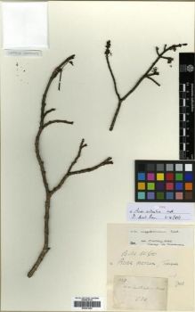 Type specimen at Edinburgh (E). Wallich, Nathaniel: 1228. Barcode: E00301454.