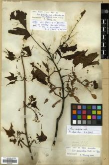 Type specimen at Edinburgh (E). Wallich, Nathaniel: 1225. Barcode: E00301455.