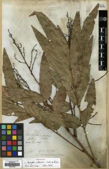 Type specimen at Edinburgh (E). Wallich, Nathaniel: 8037. Barcode: E00301458.