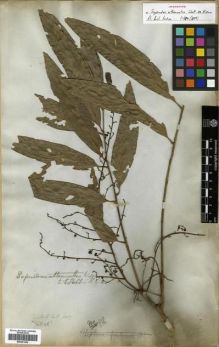 Type specimen at Edinburgh (E). Wallich, Nathaniel: 8037. Barcode: E00301459.