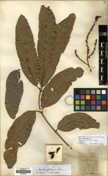 Type specimen at Edinburgh (E). Roxburgh, William: . Barcode: E00301462.