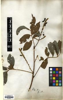 Type specimen at Edinburgh (E). Roxburgh, William: . Barcode: E00301466.