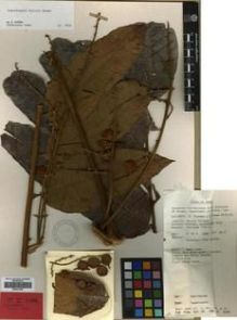 Type specimen at Edinburgh (E). Foreman, Donald; Vinas, N.: LAE 60052. Barcode: E00301468.