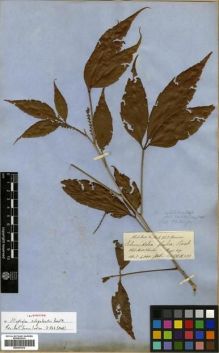 Type specimen at Edinburgh (E). Hooker, Joseph; Thomson, Thomas: . Barcode: E00301470.