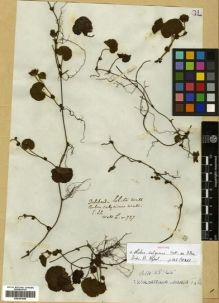Type specimen at Edinburgh (E). Wallich, Nathaniel: 737. Barcode: E00301498.