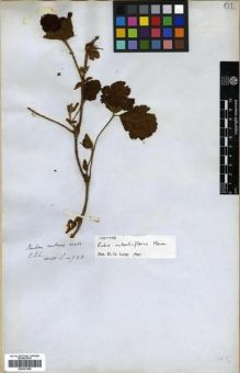 Type specimen at Edinburgh (E). Wallich, Nathaniel: 738. Barcode: E00301505.