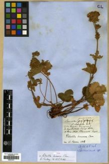 Type specimen at Edinburgh (E). Clementi, G.: . Barcode: E00301513.