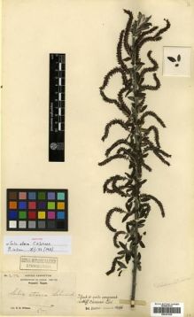 Type specimen at Edinburgh (E). Wilson, Ernest: 2112. Barcode: E00301530.